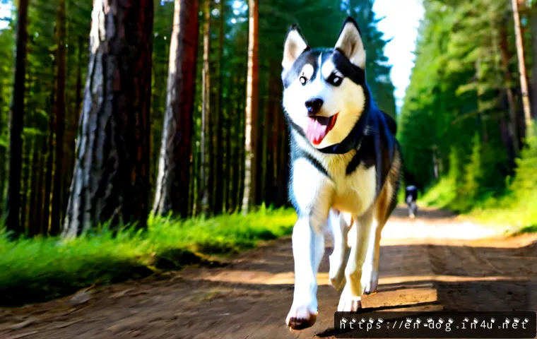Home 17 시베리안 허스키 운동량 - Photorealistic adult Siberian Husky sprinting along a wide forest trail beside an active jogger, pow...