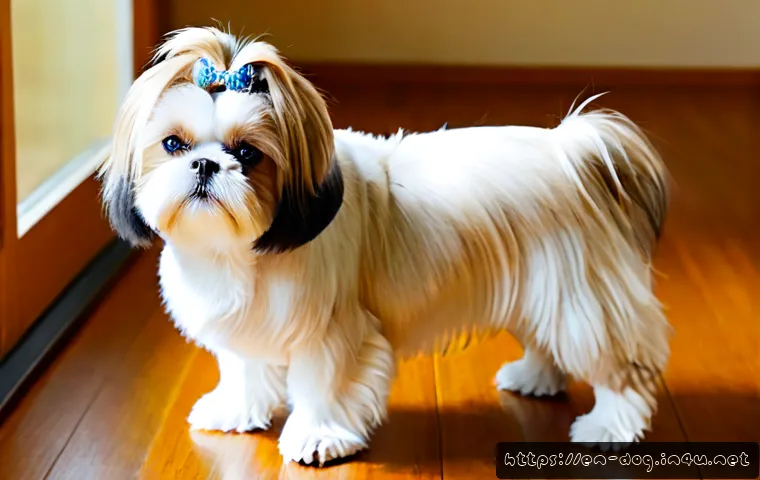 Shih Tzu Haircut Styles: How to Choose a Cute, Low-Maintenance Cut for Your Dog 3 시추 털 커트 스타일 관련 이미지 1