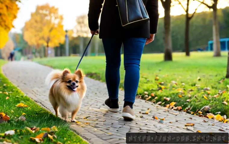 Pomeranian vs. Chihuahua: Which Small Dog Fits Your Home, Budget, and Routine? 3 포메라니안과 치와와 비교 관련 이미지 1